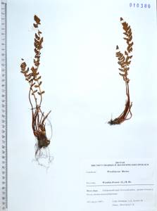 Вудсия эльбская (L.) R.Br., Сибирь, Дальний Восток (S6) (Россия)
