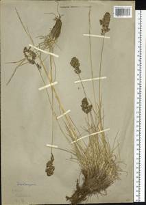 Щучка тонконоговидная Regel, Сибирь, Западный (Казахстанский) Алтай (S2a) (Казахстан)