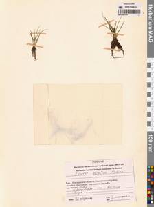 Isoetes asiatica (Mak.) Mak., Сибирь, Чукотка и Камчатка (S7) (Россия)
