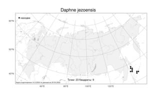Daphne jezoensis, Волчеягодник иезский Maxim., Атлас флоры России (FLORUS) (Россия)