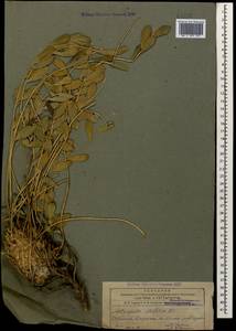 Astragalus oleaefolius DC., Кавказ, Армения (K5) (Армения)