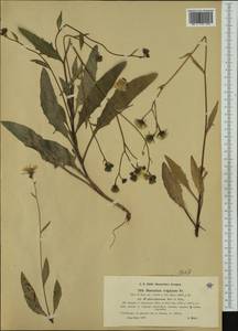 Hieracium lachenalii subsp. glareigenum (Murr & Zahn) Zahn, Западная Европа (EUR) (Австрия)