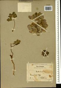 Leontice leontopetalum subsp. armeniaca (B. Boivin) Coode, Кавказ, Армения (K5) (Армения)