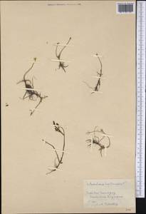 Portulaca halimoides L., Америка (AMER) (Куба)