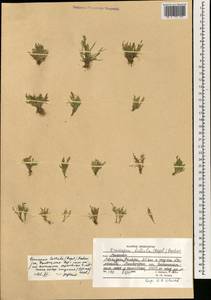 Poa diaphora var. songarica (Schrenk) Soreng, Cabi & L.J.Gillespie, Зарубежная Азия (ASIA) (Афганистан)