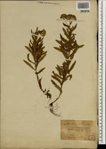 Achillea alpina subsp. alpina, Зарубежная Азия (ASIA) (Япония)