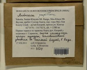 Andreaea rupestris var. papillosa (Lindb.) Podp., Гербарий мохообразных, Мхи - Якутия (B19) (Россия)