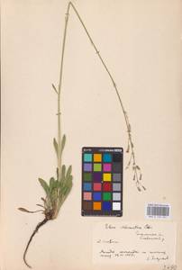 Смолевка зеленоцветковая (Willd.) Ehrh., Восточная Европа, Южно-Украинский район (E12) (Украина)