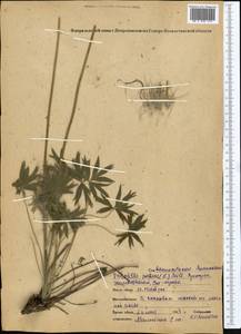 Прострел раскрытый, Сон-трава (L.) Mill., Средняя Азия и Казахстан, Северный и Центральный Казахстан (M10) (Казахстан)
