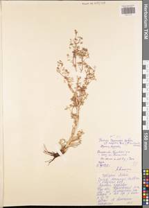 Триния многостебельная (Poir.) Schischk., Восточная Европа, Центральный район (E4) (Россия)