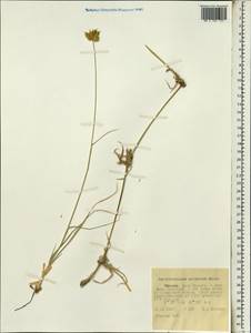 Dactyloctenium scindicum Boiss., Африка (AFR) (Эфиопия)