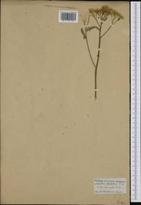 Тысячелистник расставленный Waldst. & Kit. ex Willd., Западная Европа (EUR) (Неизвестно)