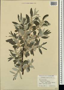 Лох узколистный, Лох обыкновенный L., Крым (KRYM) (Россия)