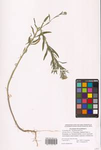 Желтушник душистый Ehrh., Восточная Европа, Центральный район (E4) (Россия)