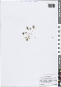 Ceratocephala orthoceras DC., Восточная Европа, Средневолжский район (E8) (Россия)