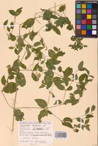 Волдырник ягодный (L.) Durande, Восточная Европа, Центральный лесостепной район (E6) (Россия)