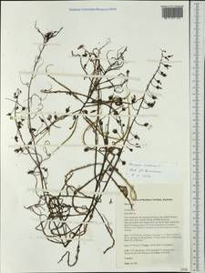 Drosera indica L., Австралия и Океания (AUSTR) (Австралия)