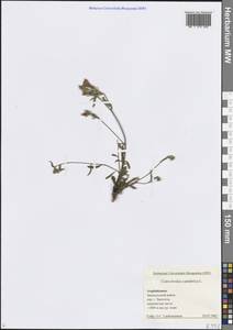 Вьюнок кантабрийский L., Кавказ, Азербайджан (K6) (Азербайджан)