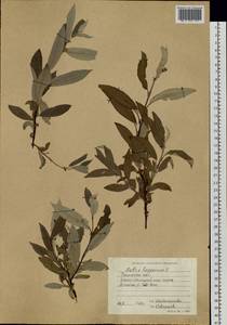 Ива лопарская L., Сибирь, Западная Сибирь (S1) (Россия)