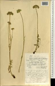 Жабрица скученная (L.) Rchb. fil., Монголия (MONG) (Монголия)