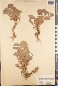Lamiaceae, Средняя Азия и Казахстан, Памир и Памиро-Алай (M2) (Узбекистан)