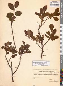 Ива Алексея Скворцова A.P.Khokhr., Сибирь, Чукотка и Камчатка (S7) (Россия)