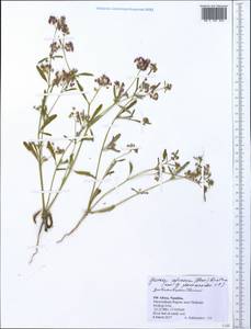 Gisekia africana (Lour.) Kuntze, Африка (AFR) (Намибия)