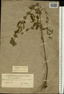 Щетинохвост шандровый (L.) Ehrh. ex Rchb., Восточная Европа, Нижневолжский район (E9) (Россия)