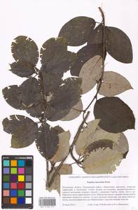 Тополь душистый Fisch., Восточная Европа, Московская область и Москва (E4a) (Россия)