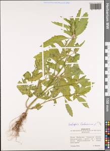 Пикульник ладанниковый L., Восточная Европа, Средневолжский район (E8) (Россия)