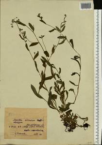 Незабудка лесная Ehrh. ex Hoffm., Восточная Европа, Восточный район (E10) (Россия)