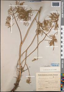 Cenolophium fischeri (Spreng.) W.D.J.Koch, Сибирь, Западная Сибирь (S1) (Россия)