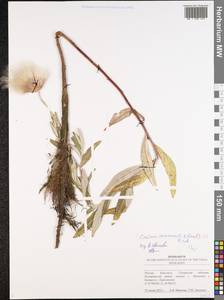 Cirsium arvense var. vestitum Wimm. & Grab., Восточная Европа, Средневолжский район (E8) (Россия)