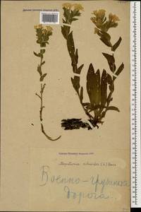 Гуния красивая (Willd. ex Roem. & Schult.) W. Greuter & Burdet, Кавказ, Грузия (K4) (Грузия)