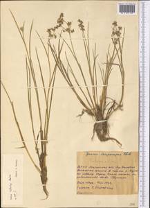 Juncus fontanesii subsp. kotschyi (Boiss.) Snogerup, Средняя Азия и Казахстан, Каракумы (M6) (Туркмения)