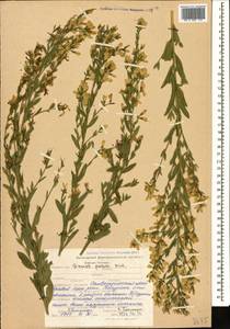 Genista tinctoria subsp. tinctoria, Кавказ, Ставропольский край, Карачаево-Черкесия, Кабардино-Балкария (K1b) (Россия)
