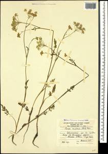 Тмин рассеченнолистный (M. Bieb.) Boiss., Кавказ, Южная Осетия (K4b) (Южная Осетия)