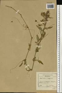 Фиалка трехцветная, Анютины глазки L., Восточная Европа, Московская область и Москва (E4a) (Россия)