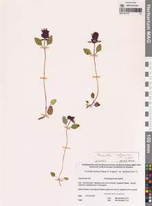 Черноголовка обыкновенная L., Сибирь, Чукотка и Камчатка (S7) (Россия)