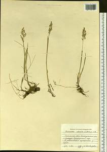 Anthoxanthum nitens (Weber) Y.Schouten & Veldkamp, Сибирь, Прибайкалье и Забайкалье (S4) (Россия)