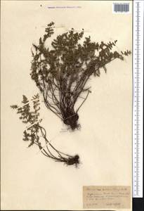 Oeosporangium persica (Bory) Vis., Средняя Азия и Казахстан, Копетдаг, Бадхыз, Малый и Большой Балхан (M1) (Туркмения)