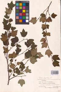 Смородина альпийская L., Восточная Европа, Эстония (E2c) (Эстония)