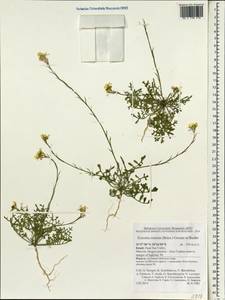 Erucaria rostrata (Boiss.) A.W. Hill ex Greuter & Burdet, Зарубежная Азия (ASIA) (Израиль)