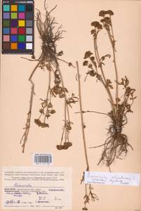 Лютик многоцветковый L., Восточная Европа, Северный район (E1) (Россия)