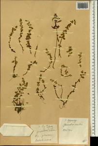 Ротала индийская (Willd.) Koehne, Зарубежная Азия (ASIA) (КНР)