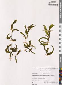 Potamogeton × nitens Weber, Сибирь, Чукотка и Камчатка (S7) (Россия)
