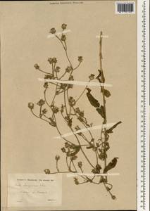 Picris rhagadioloides (L.) Desf., Зарубежная Азия (ASIA) (Турция)