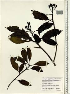 Eriobotrya fragrans Champ. ex Benth., Зарубежная Азия (ASIA) (Вьетнам)