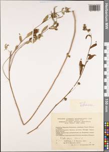 Malvaceae, Зарубежная Азия (ASIA) (Вьетнам)