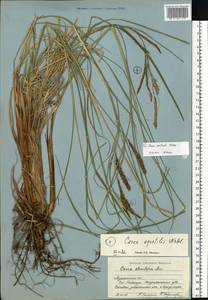 Осока водяная Wahlenb., Восточная Европа, Северный район (E1) (Россия)